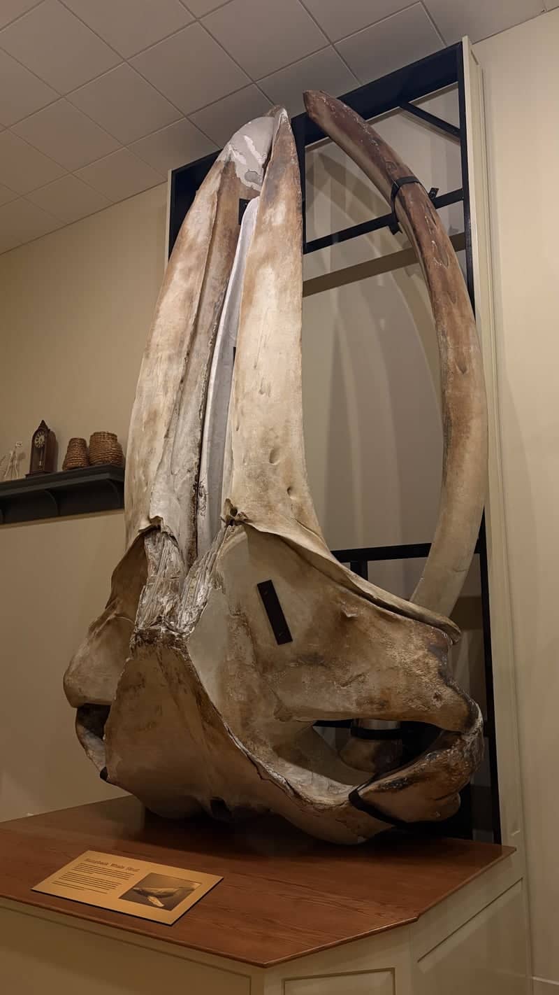 Mayborn Museum Complex - Image 1