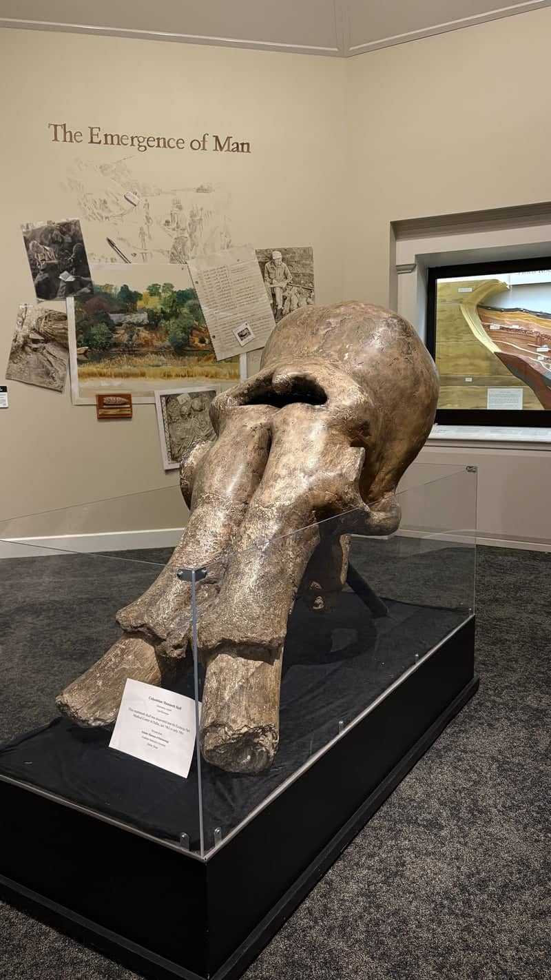 Mayborn Museum Complex - Image 1