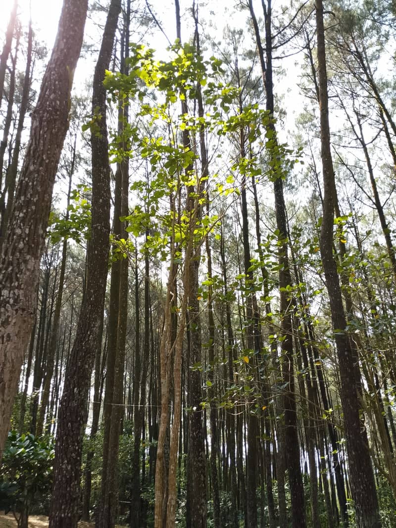 Salatiga Pine Forest - Image 1