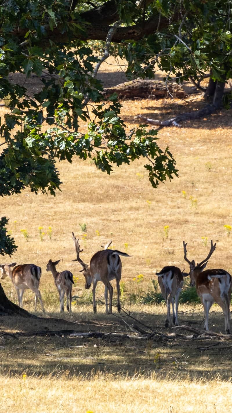Godinton Park Deer Grove - Image 1