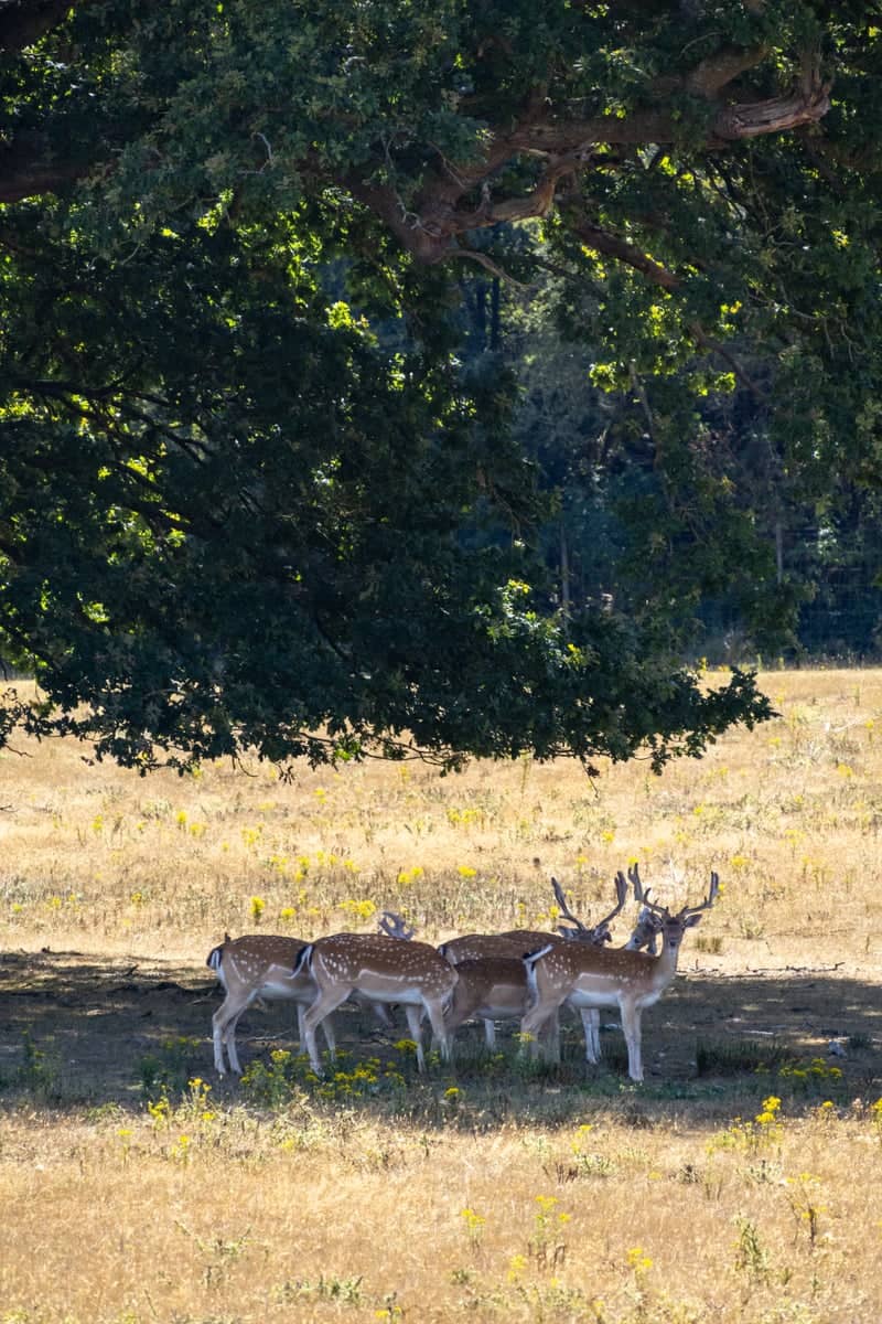 Godinton Park - Image 1