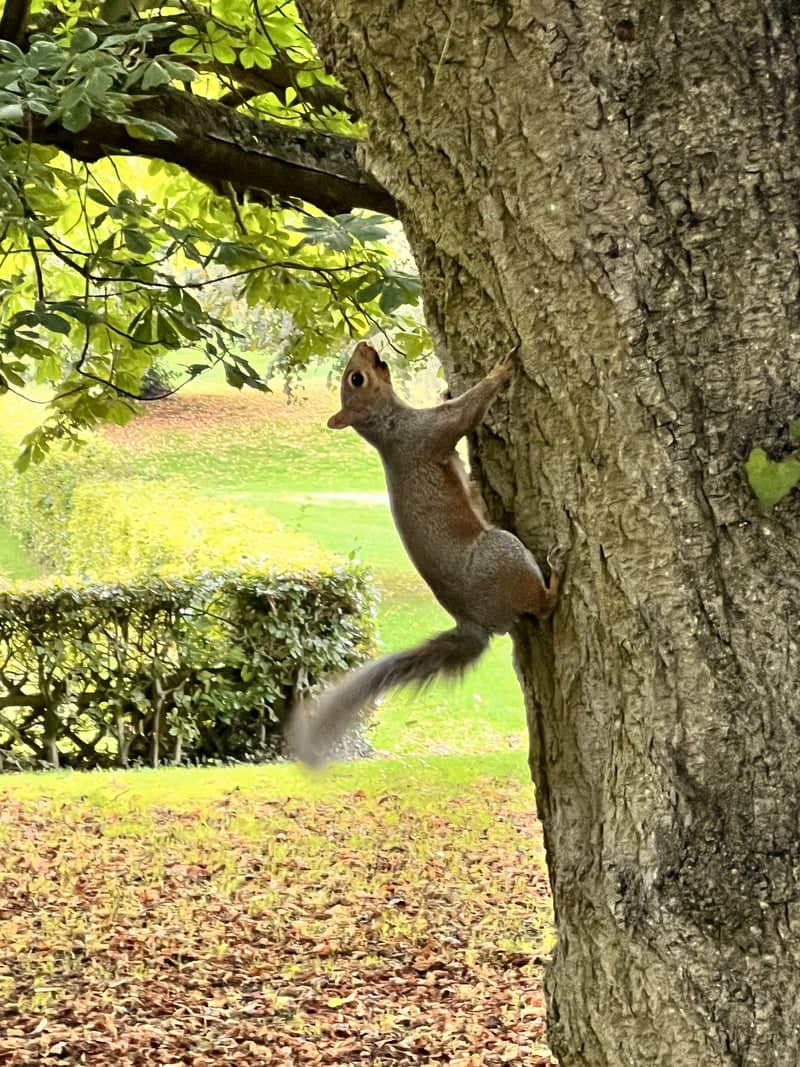Baysgarth Park - Image 1