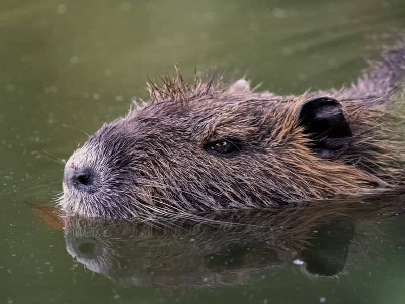 Kbely Pond Wildlife Spot - Image 1