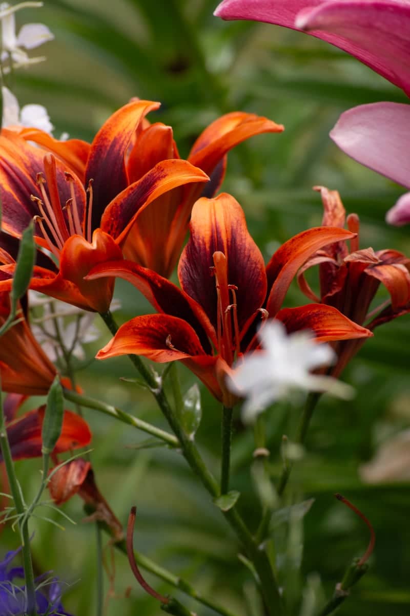Little Italy Garden - Image 1