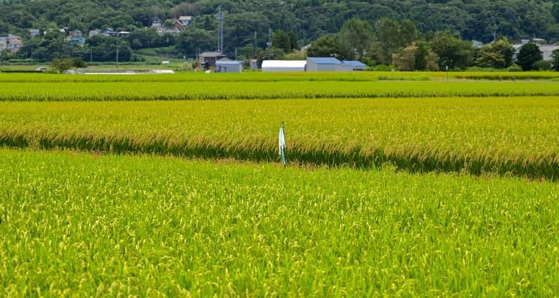 Nagaoka Rice Fields - Image 1