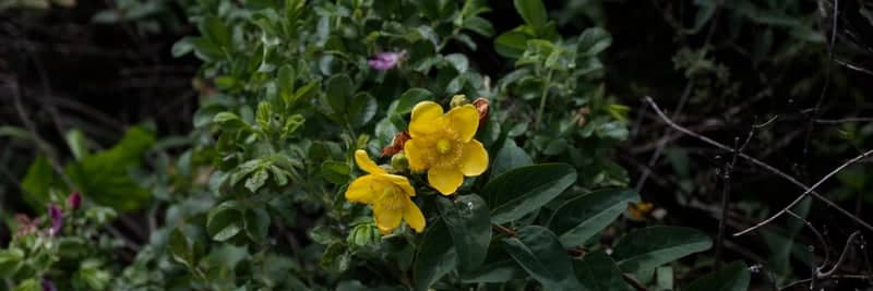 Nagaoka Garden Blooms - Image 1