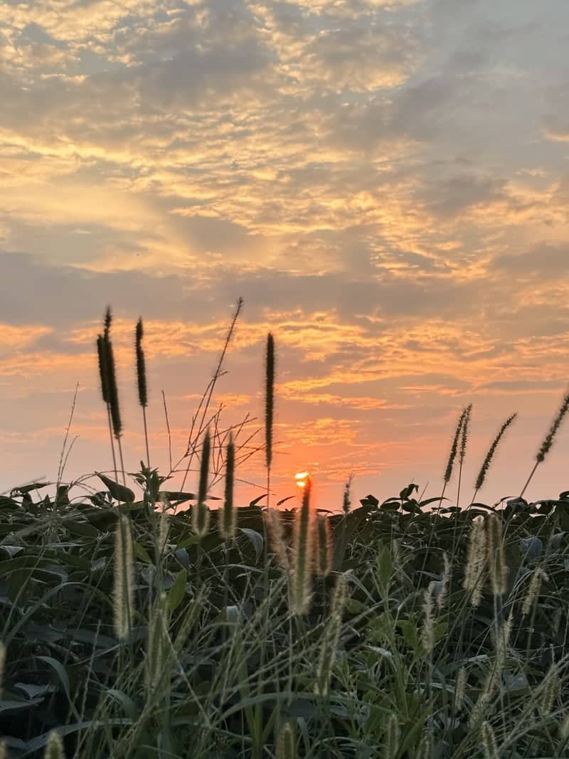 Cosby Farmland Sunset - Image 1