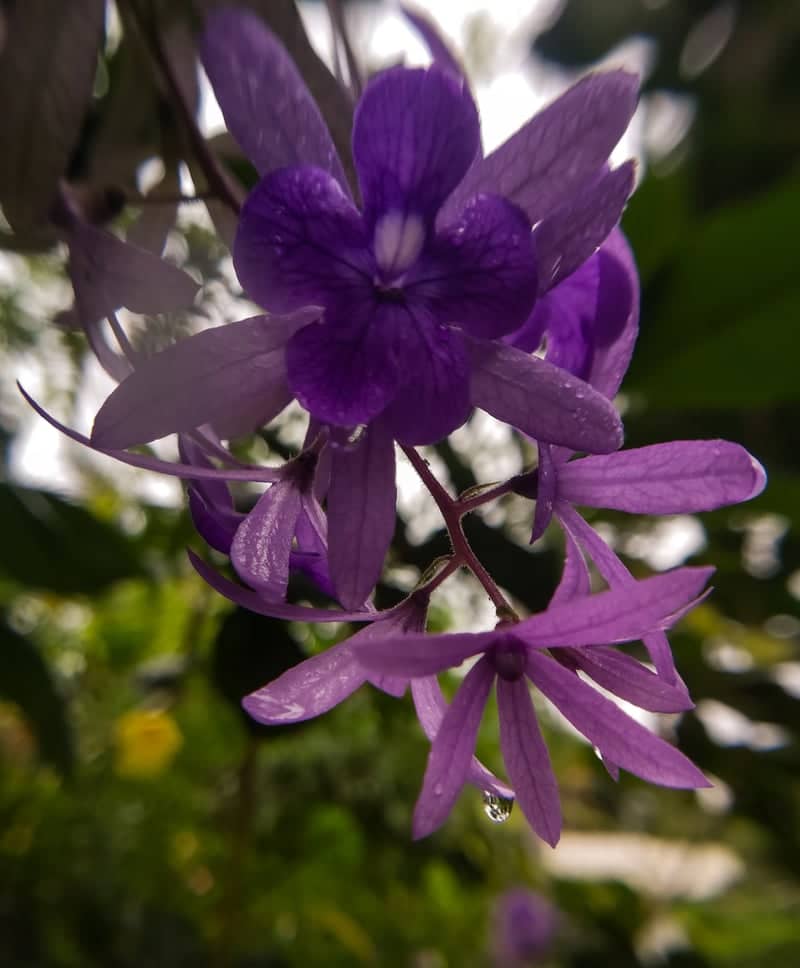 Sandpaper Vine Garden - Image 1