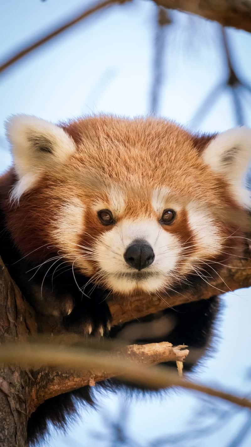 Ouwehands Dierenpark - Image 1