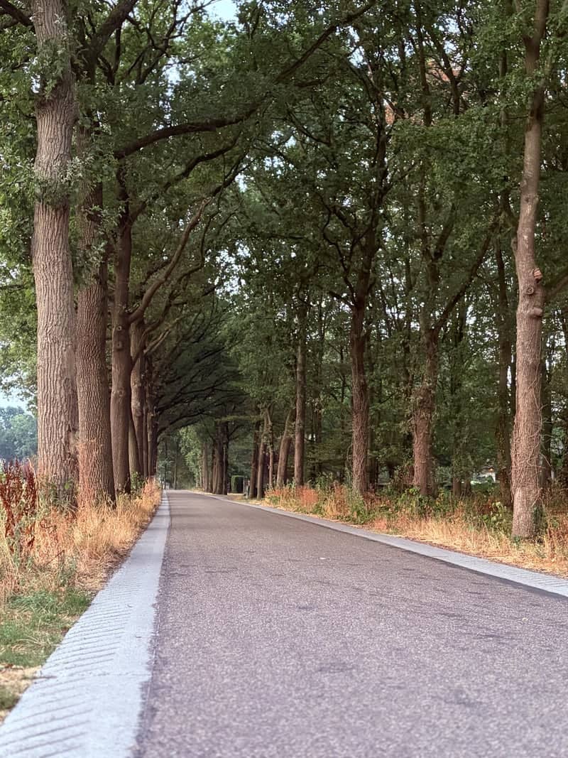 Kromvenweg Tree Avenue - Image 1