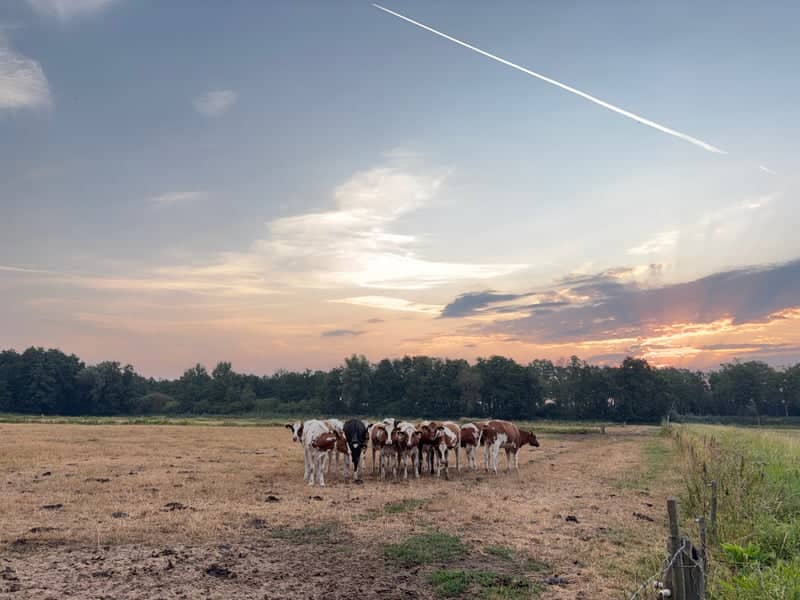Someren Countryside Pastures - Image 1