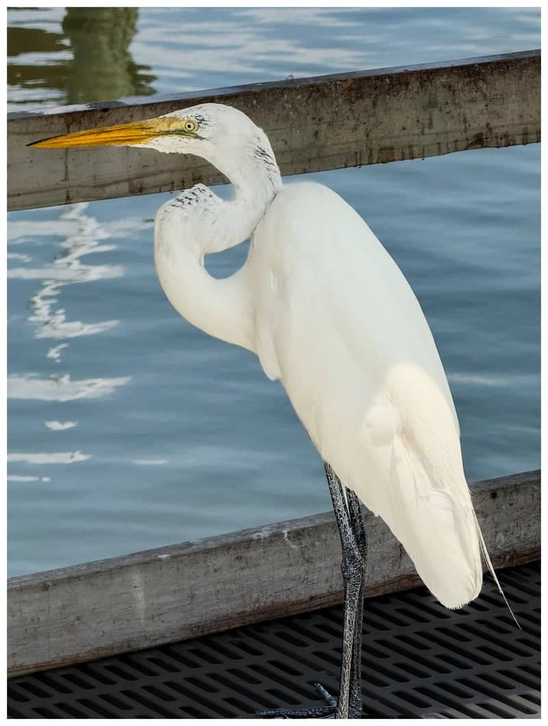 Cedar Key Waterfront - Image 1