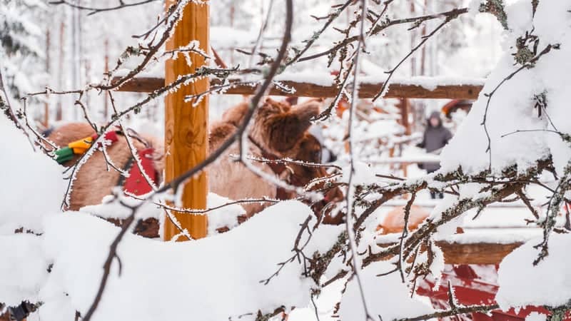 Rovaniemi Reindeer Enclosure - Image 1