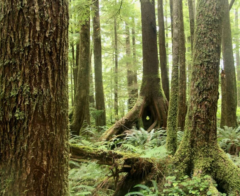 Cape Scott Provincial Park Rainforest - Image 1