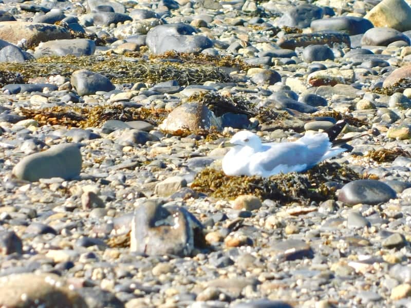 Lincolnville Beach - Image 1