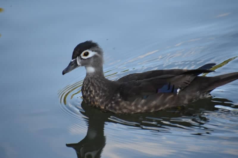Twin Lakes Park - Image 1