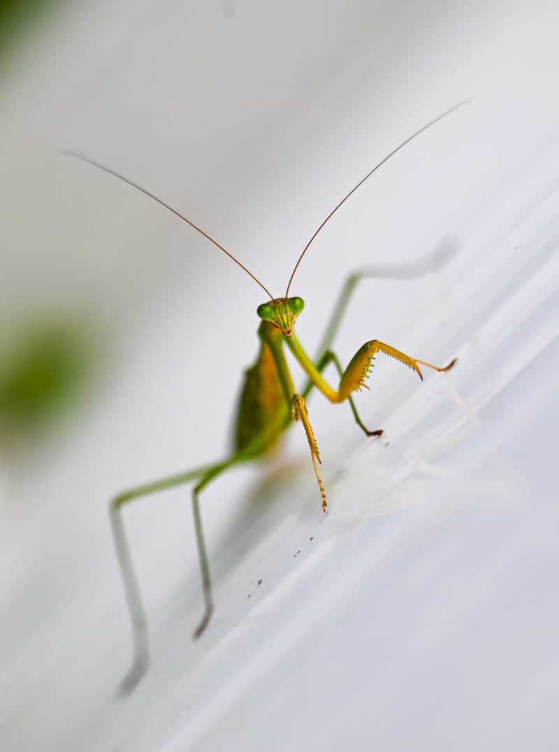 Crofton Garden Macro Spot - Image 1