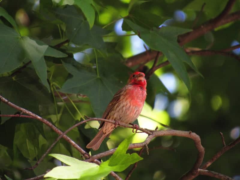 North Chesterfield Birding Spot - Image 1