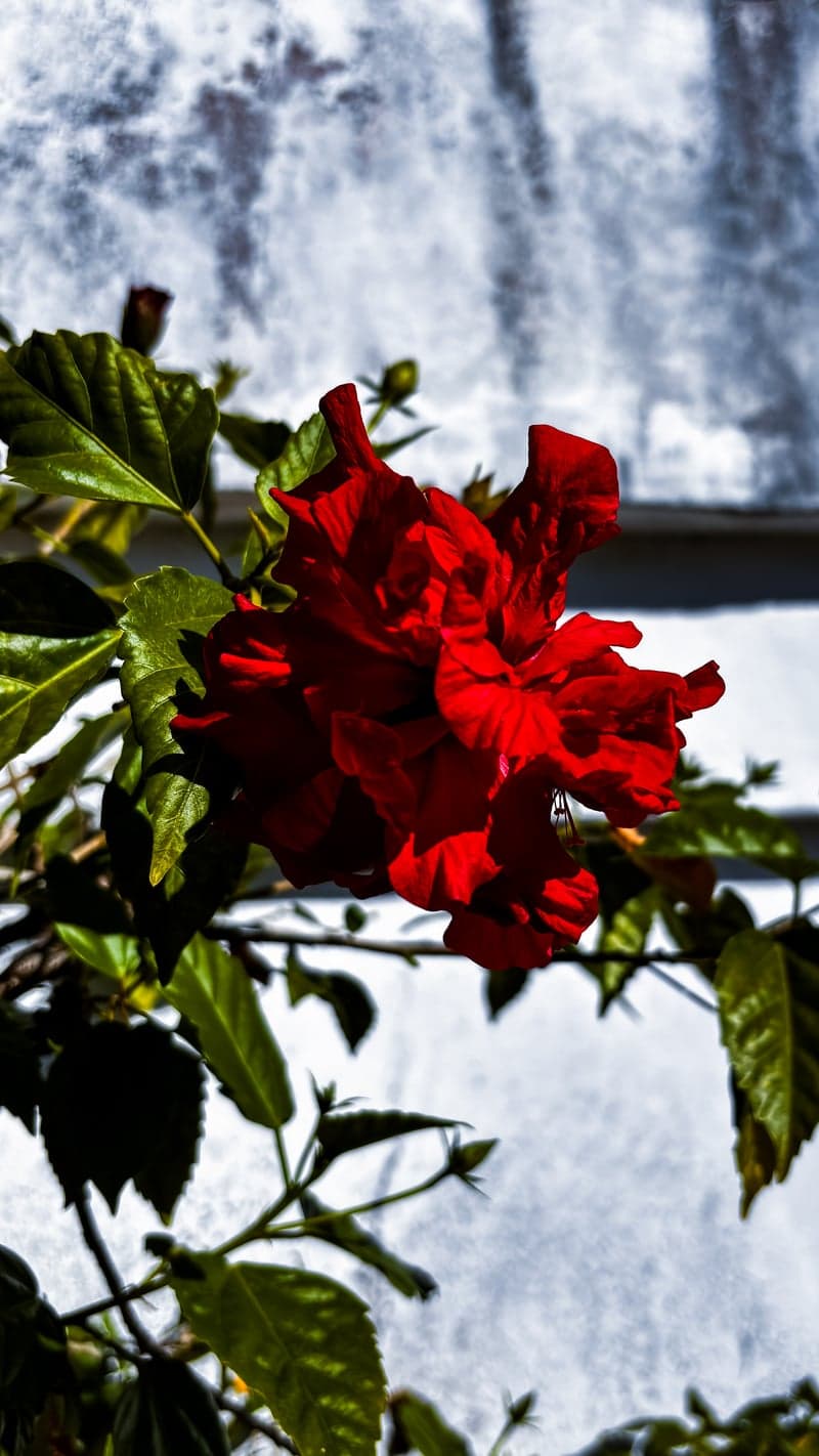 Enseada Tropical Garden