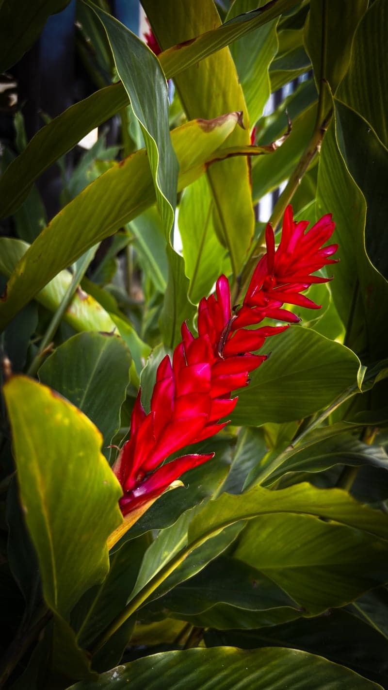 Tropical Garden in Guarujá