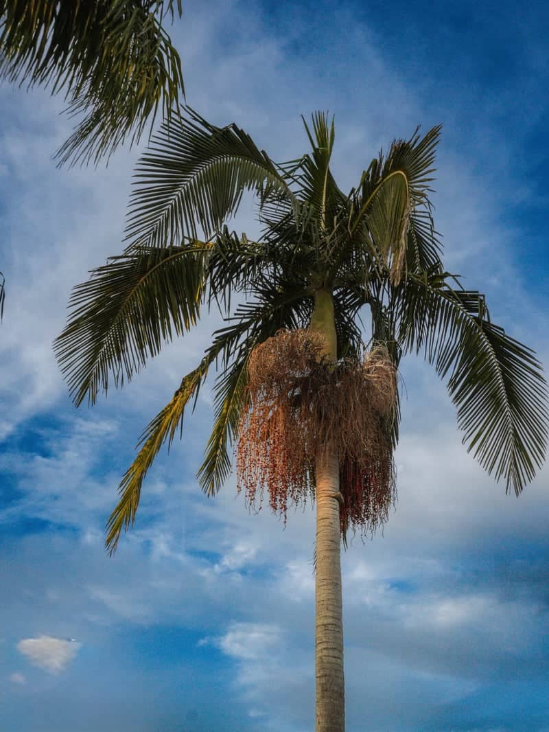 Rosecrest Avenue Palm Trees - Image 1