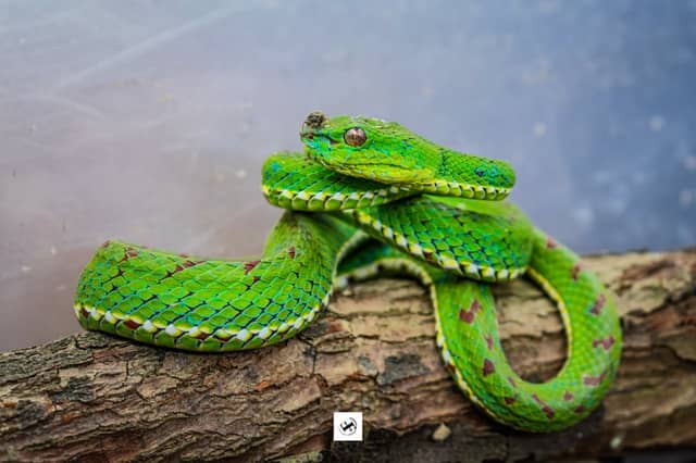 Zambales Tropical Forest - Image 1
