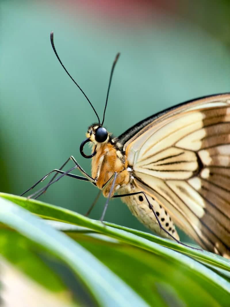 Butterfly Pavilion - Image 1