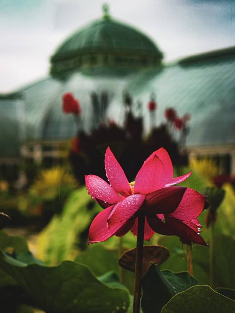 Enid A. Haupt Conservatory, New York Botanical Garden - Image 1