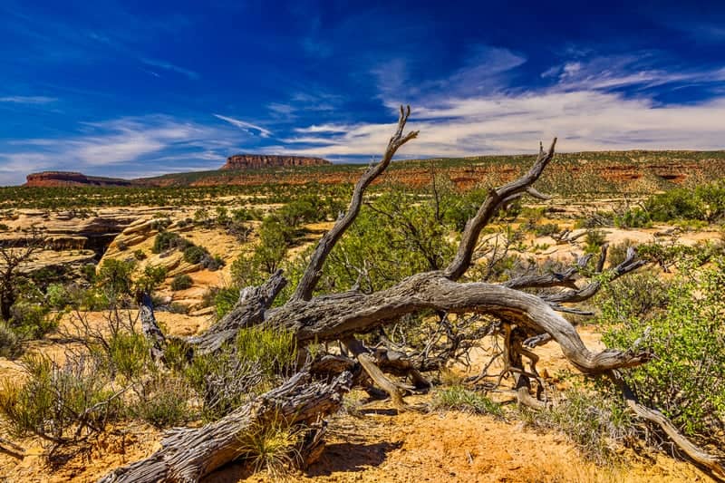 Muley Point Overlook - Image 1