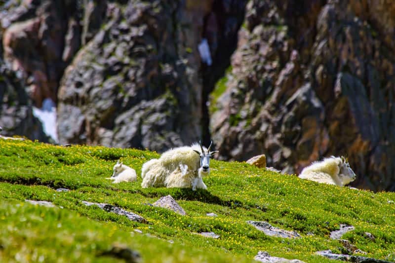 Beartooth Highway Mountain Goats - Image 1