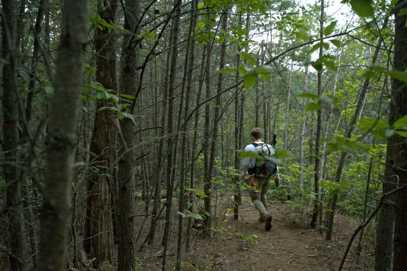Appalachian Forest Trail - Image 1