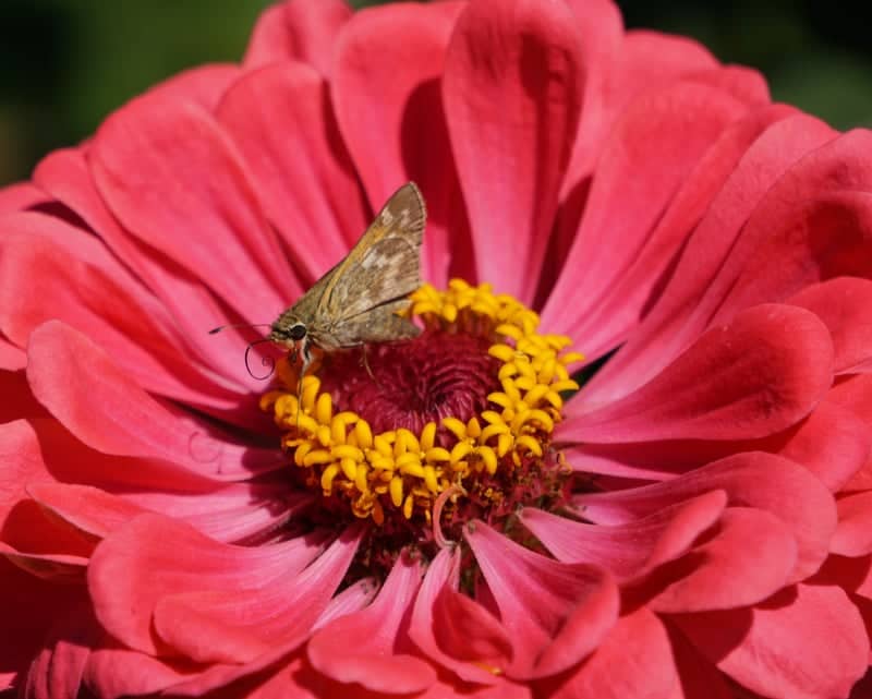 Old Westbury Gardens - Image 1