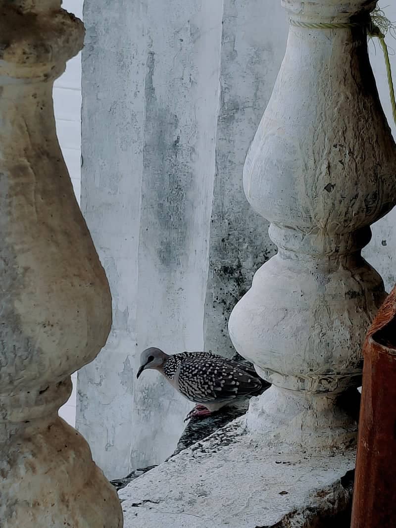Lucknow Balcony Architecture - Image 1
