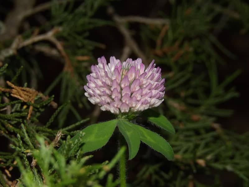 Kerr Creek Garden Macro - Image 1