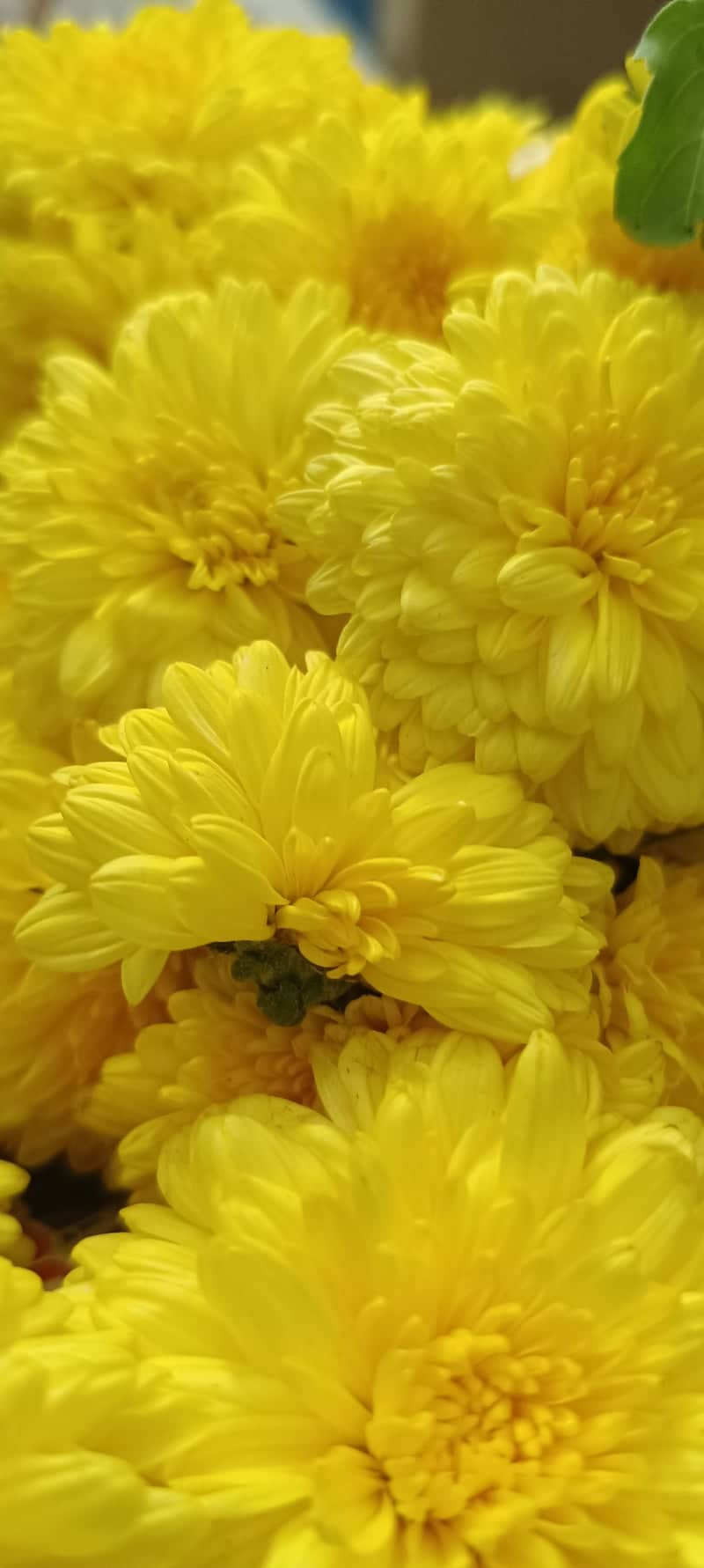 T. Nagar Flower Market - Image 1