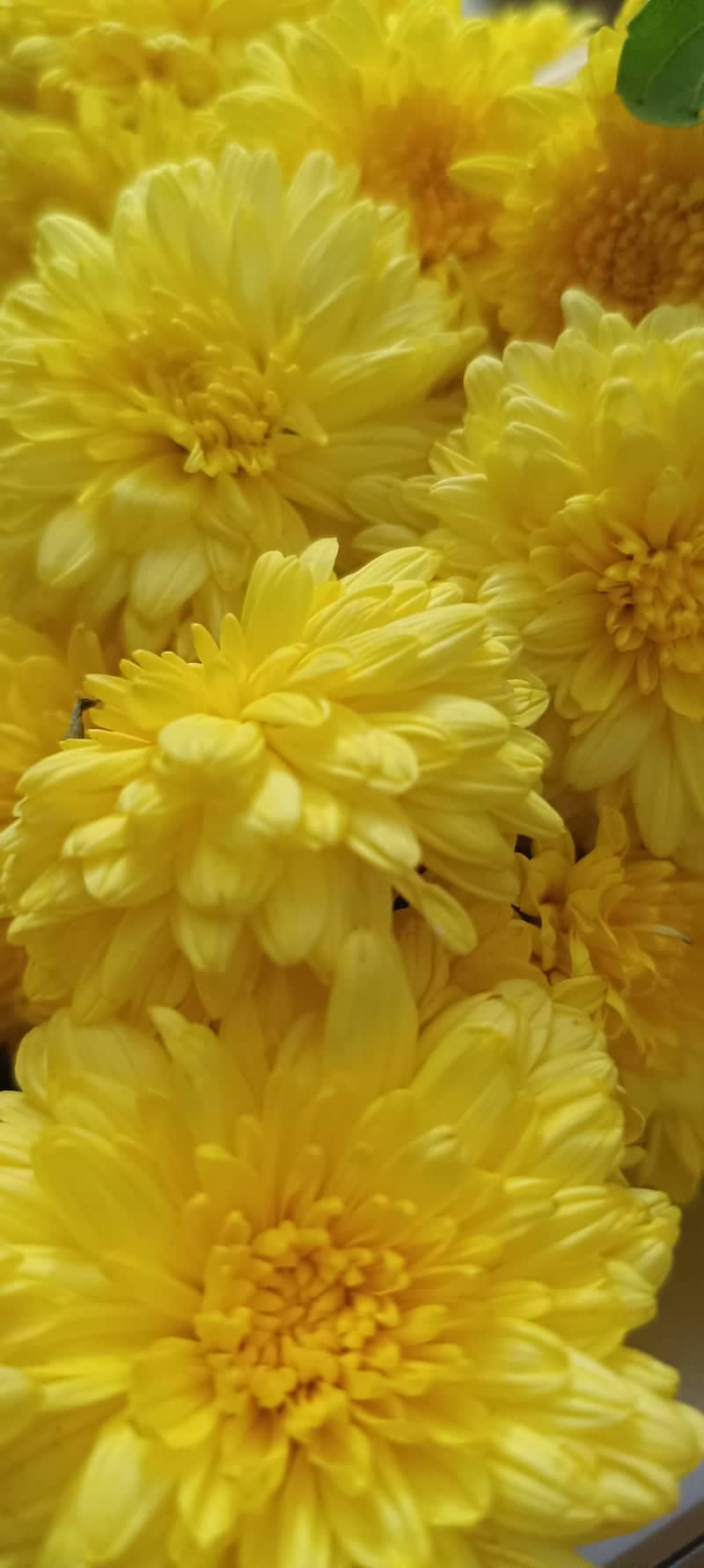 T. Nagar Flower Market - Image 1