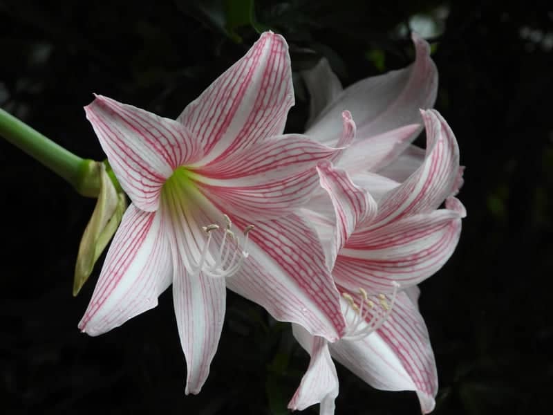 Karjat Countryside Flora - Image 1