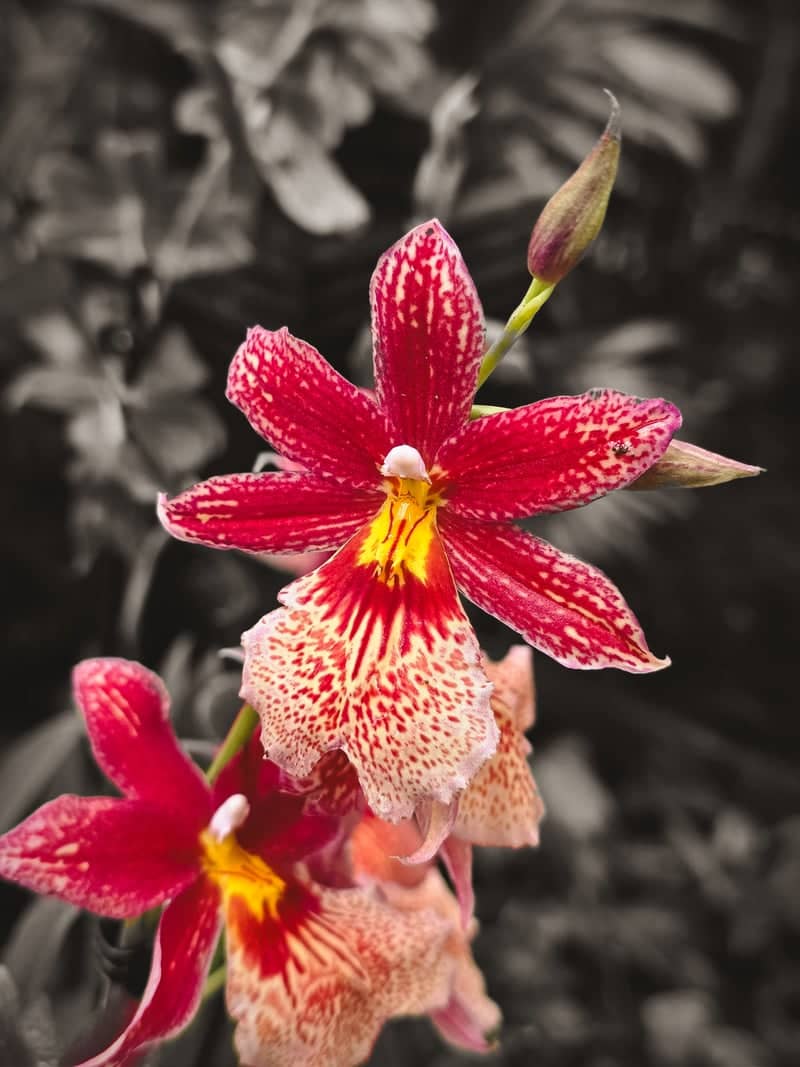 De Orchideeën Hoeve - Image 1