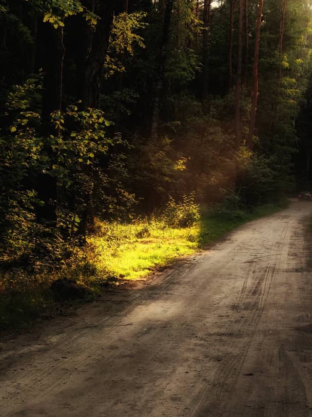 Chojnowski Forest Path - Image 1