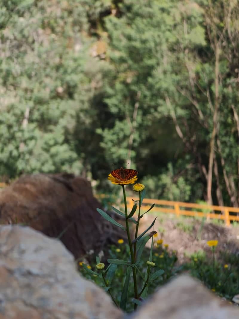 Fridão Countryside - Image 1