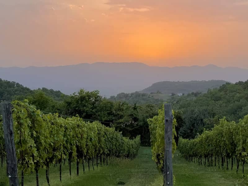 Rieti Valley Vineyard - Image 1