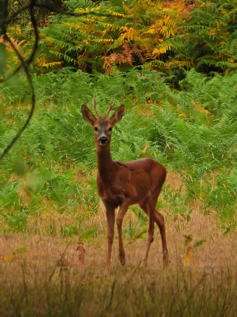 Pirbright Common Wildlife Spot - Image 1