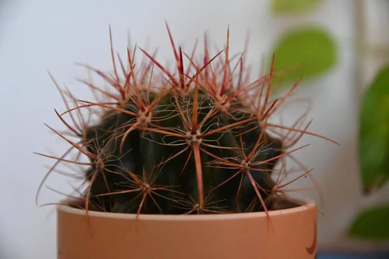Potted Cactus Detail - Image 1