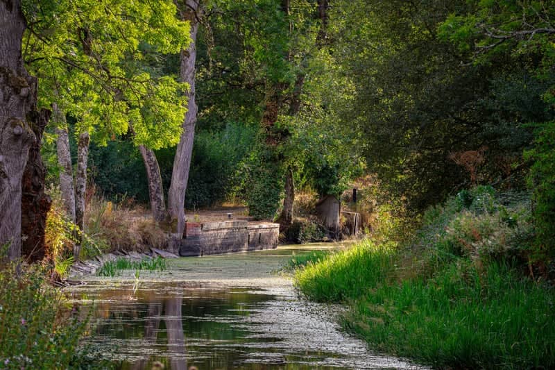Wey & Arun Canal, Loxwood - Image 1