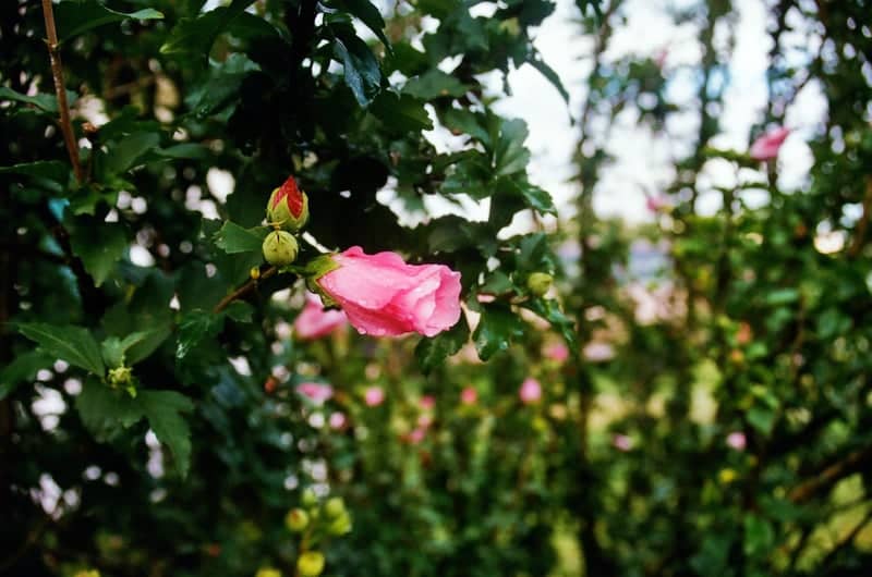 Greens Crossing Garden - Image 1