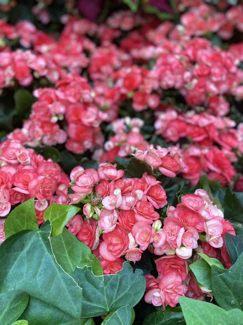 Côte-Vertu Floral Garden - Image 1