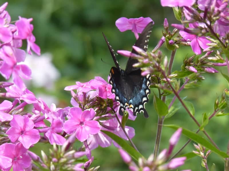 Foster Wildflower Garden - Image 1