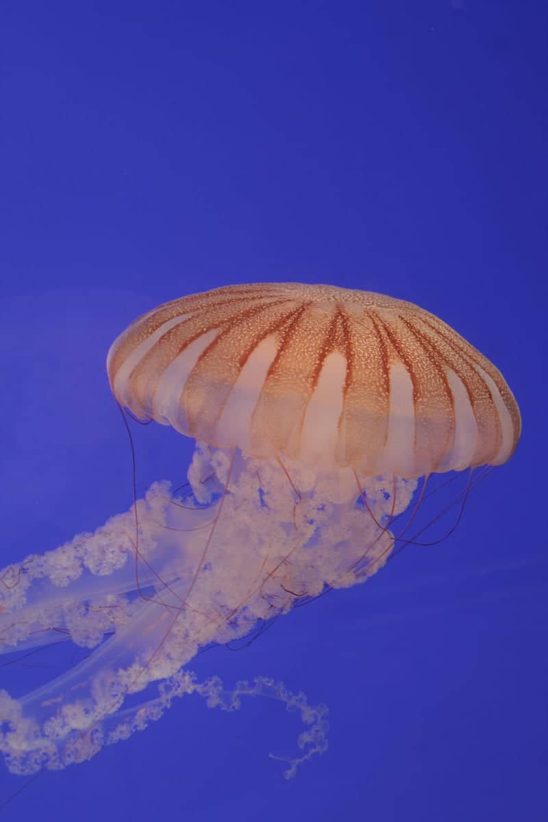 Jellyfish Aquarium Display - Image 1