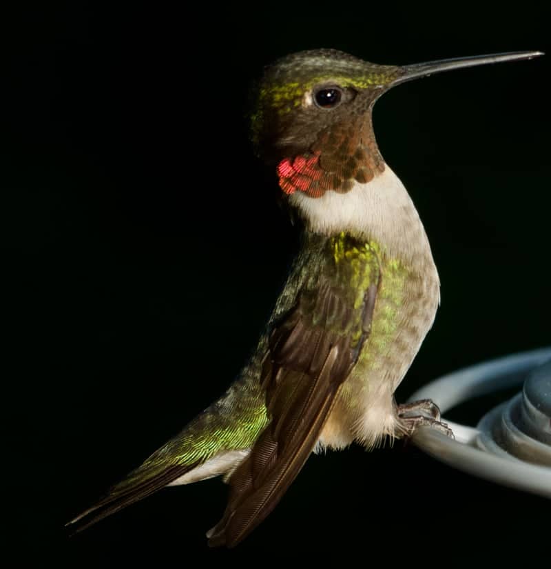 Groton Hummingbird Spot - Image 1