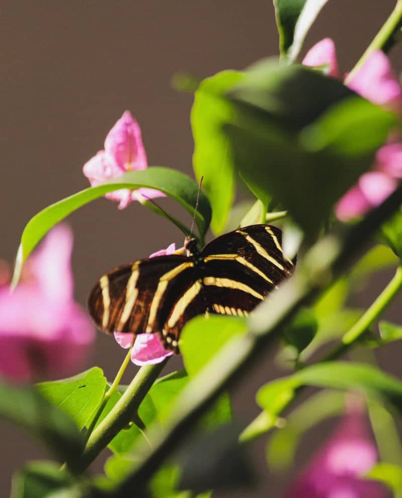 Fairchild Tropical Botanic Garden - Image 1